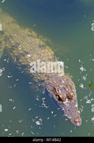 Junge Nilkrokodile schwimmen im Wasser, (Crocodilus niloticus), Lodge Zebula, Bela-Bela (Warmbaths), Waterberg, Limpopo Provinz, Südafrika. Stockfoto