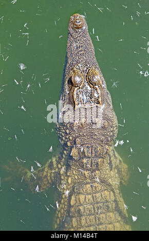 Junge Nilkrokodile schwimmen im Wasser, (Crocodilus niloticus), Lodge Zebula, Bela-Bela (Warmbaths), Waterberg, Limpopo Provinz, Südafrika. Stockfoto