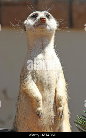 Erdmännchen oder Suricate (Suricata Suricatta) im Protea Hotel Zebula Lodge, Bela-Bela (Warmbaths), Waterberg, Limpopo Provinz, Südafrika. Stockfoto