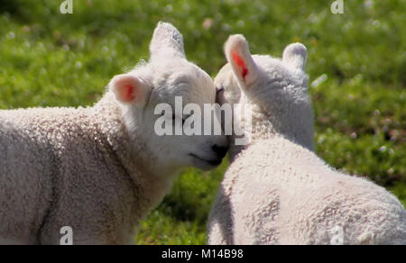 Lämmer Stockfoto