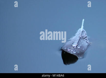 Feder auf dem Wasser schwimmt Stockfoto