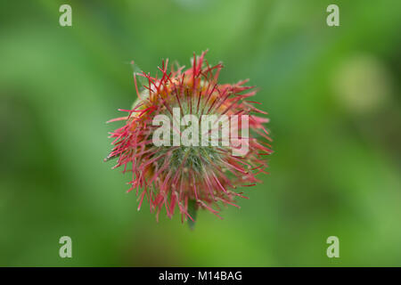 Flower-Power Stockfoto