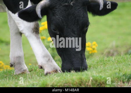 Schwarze und Weiße Stier Stockfoto