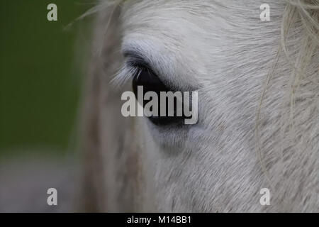 Pferde-Auge Stockfoto