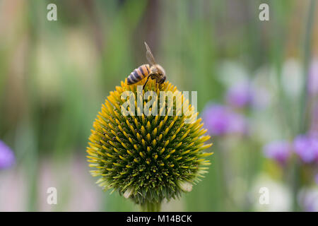 Wespe auf einer Blume Stockfoto