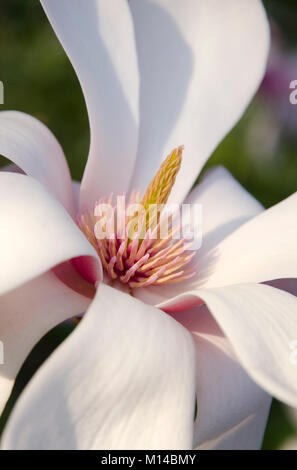 Magnolia sprengeri 'Diva Köln' - Magnolie Stockfoto