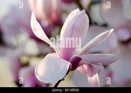 Magnolia sprengeri 'Diva Köln' - Magnolie Stockfoto