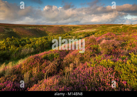 Bell Heidekraut und Ginster in Blume in der quantock Hills im Spätsommer mit Beacon Hill darüber hinaus. Bicknoller in Somerset, England. Stockfoto