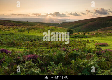 Heide bei bicknoller Post in der quantock Hills im Spätsommer. Bicknoller in Somerset, England. Stockfoto