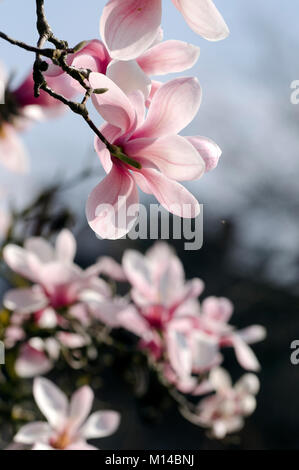 Magnolia sprengeri 'Diva Köln' - Magnolie Stockfoto