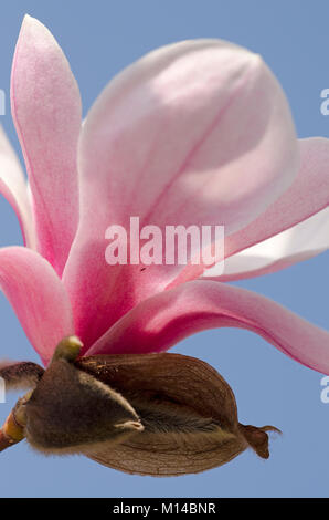 Magnolia sprengeri 'Diva Köln' - Magnolie Stockfoto