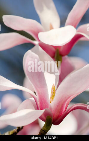 Magnolia sprengeri 'Diva Köln' - Magnolie Stockfoto