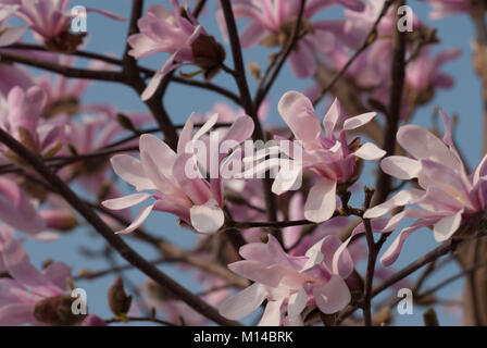 Magnolia loebneri 'Leonard Messel" - Magnolie Stockfoto