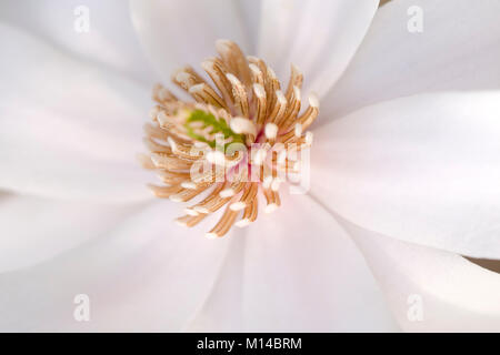 Magnolia loebneri 'Merrill' - Magnolie Stockfoto