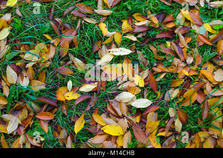 Orange und Gelb Kirschbaum verlässt die Verlegung an der noch grünen Gras. Stockfoto