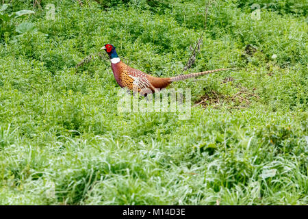 Eine gemeinsame Fasan (Phasianus colchicus) an Ripoll Fluss in Sabdell, Barcelona. Stockfoto