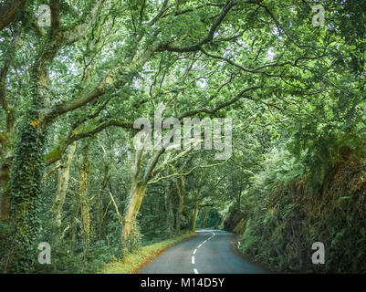 Wunderschönen Küstenstraße im Norden Jersey Channel Islands Stockfoto