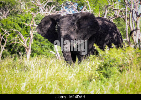 Kopf auf Sicht von Erwachsenen Afrikanischer Elefant mit einem Tusk essen Gras in den afrikanischen Wäldern Stockfoto