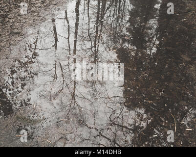 Pfütze im Wald im Herbst Stockfoto