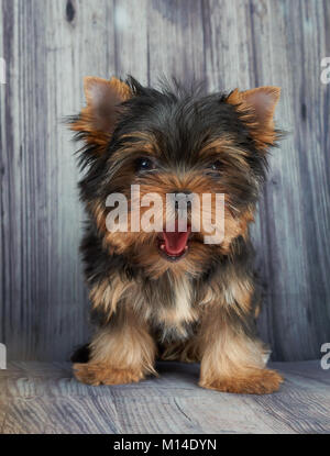 Kleine und niedliche Welpen der Yorkshire Terrier gähnt sitzen auf grauen Holzboden Stockfoto