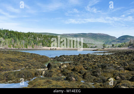 Ebbe in Otter Cove, Acadia National Park, Maine, mit Blick auf den Park Loop Road Causeway. Stockfoto