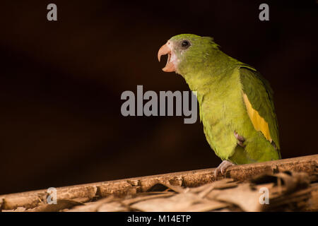 Ein Haustier white winged parakeet aus Kolumbien. Stockfoto