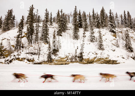 In der Kamera integrierter Motion Blur von musher Anna Berington der Hunde in der 43Rd Iditarod Trail Sled Dog Race konkurrieren auf dem Chena River nach Verlassen des neu. Stockfoto