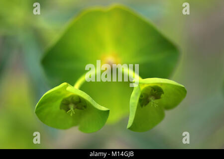 Zypressen-Wolfsmilch (Euphorbia Cyparissias) Stockfoto