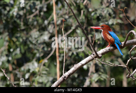 White Throated Kingfisher hocken auf einem Baumstamm auf dem Hintergrund der dichten grünen Bäumen, Stockfoto