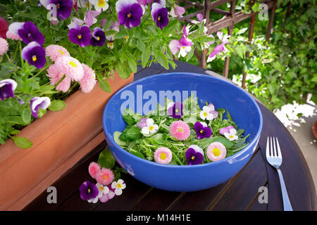 Blau salat Schüssel mit Gemischte grüne Salatblätter und genießbare Gänseblümchen und Stiefmütterchen Blumen auf einem dunklen Holztisch im Freien, Gänseblümchen und Stiefmütterchen Pflanzen in einem Topf in Stockfoto