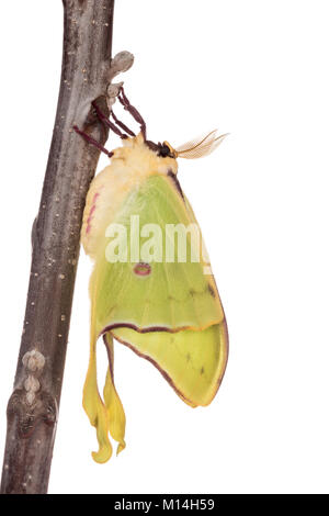 Männliche Luna auf Black Walnut Zweig in der Endphase der Flügel Expansion nach eclosion (Schraffur). Stockfoto