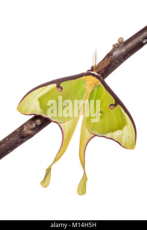 Männliche Luna Moth auf Black Walnut Zweig gegen den weißen Hintergrund. Stockfoto