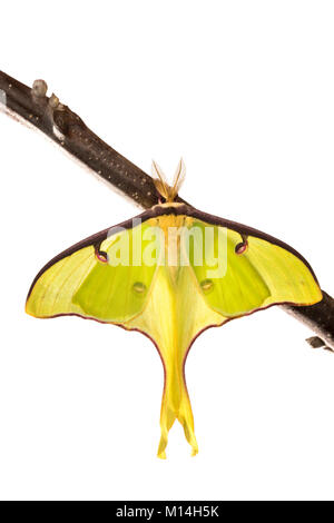 Männliche Luna Moth auf Black Walnut Zweig gegen den weißen Hintergrund. Stockfoto