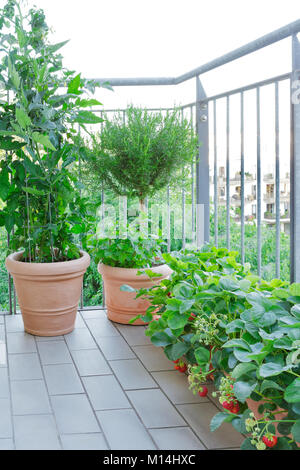 Terracotta Töpfen mit einer Tomate und Pfefferminze, Rosmarin Baum und Erdbeerpflanzen mit vielen roten Beeren auf einem Balkon, Urban Gardening oder Fa Stockfoto