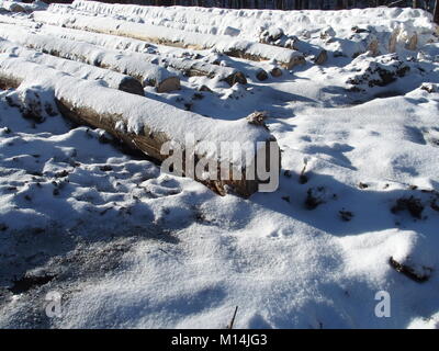 Schnee Baum Protokolle in 2016 kalten, sonnigen Wintertag in bielsko-biala Stadt, Polen, Europa auf Dezember. Stockfoto