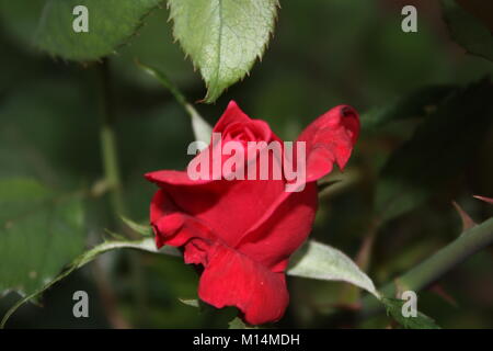 Schöne Bilder von Blumen und Grün um, in dem ich lebe. Die Natur ist voller Schönheit! Ich liebe diese Art von Bildern! Natur ist toll Stockfoto