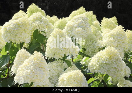 Hydrangea paniculata 'Limelight' Rispen in vollem Aufschwung in einen Garten Grenze im Sommer (August), England, UK. PBR. Stockfoto