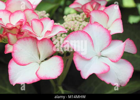 Hydrangea macrophylla lacecap Hydrangea 'Liebe Dich Kiss' in Blume in einem Garten Grenze, UK. PBR Stockfoto