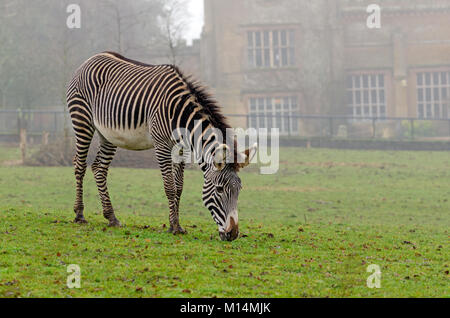 GREVY Zebras grasen Stockfoto