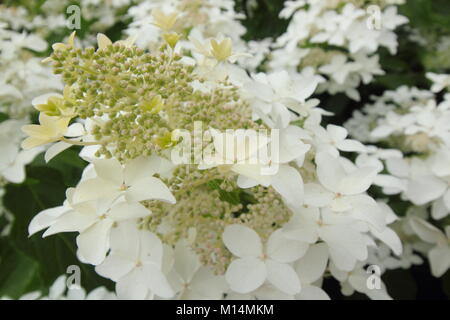 Die Hydrangea paniculata Starlight Fantasy' in Blume in einem Garten Grenze, England, Großbritannien Stockfoto