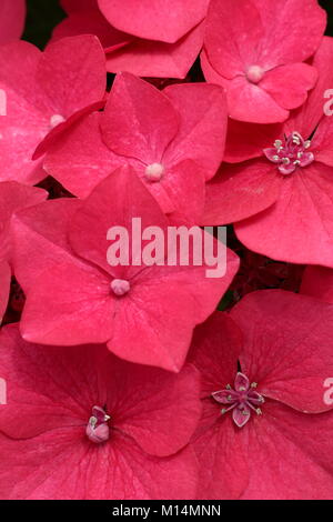 Hydrangea Macrophylla 'Rotdrossel' ein intensives Rosa big Leaf lacecap Hortensie in einem Englischen Garten im August, UK. Auch als Redwing und Teller rot. Stockfoto