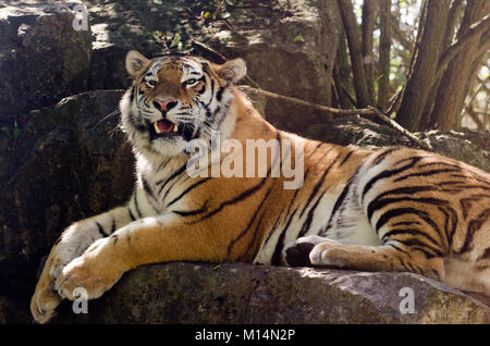 Ein Amur tiger Herumstreichen im Unterholz Stockfoto