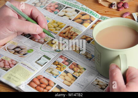 Bestellung von Saatkartoffeln aus einem Katalog im Winter (Januar), Großbritannien Stockfoto