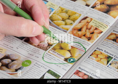 Bestellung von Saatkartoffeln aus einem Katalog im Winter (Januar), Großbritannien Stockfoto