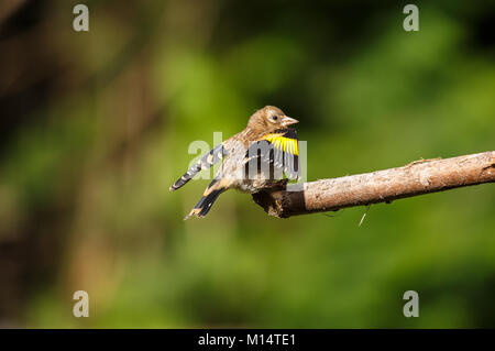Eine europäische Goldfinch Stockfoto