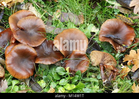 Honig Pilz Armillaria lutea Stockfoto