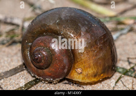 Nahaufnahme eines Süßwasser Apfelschnecke (pomacea insularum), als in der Ebro Delta Pest, Delta de l'Ebre, Katalonien, Spanien Stockfoto