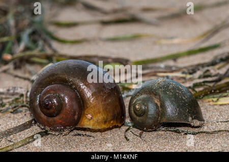 Nahaufnahme eines Süßwasser Apfelschnecke (pomacea insularum), als in der Ebro Delta Pest, Delta de l'Ebre, Katalonien, Spanien Stockfoto