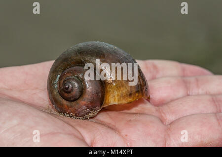 Nahaufnahme eines Süßwasser Apfelschnecke (pomacea insularum), als in der Ebro Delta Pest, Delta de l'Ebre, Katalonien, Spanien Stockfoto