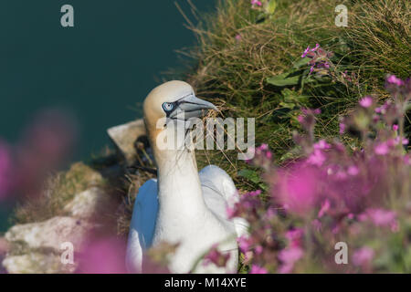 Eine nördliche Gannett (Morus bassanus) Gebäude ein Nest auf den Klippen von rspb Bempton Cliffs. East Yorkshire Stockfoto